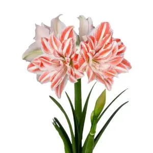 Amaryllis ‘Dancing Queen’