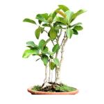 Banyan Tree Bonsai - 7 Years