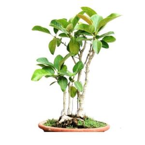 Banyan Tree Bonsai - 7 Years