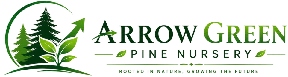 Arrow Green Pine Nursery