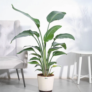 Bird of Paradise Plant - XL