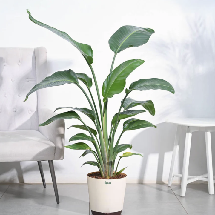 Bird of Paradise Plant - XL